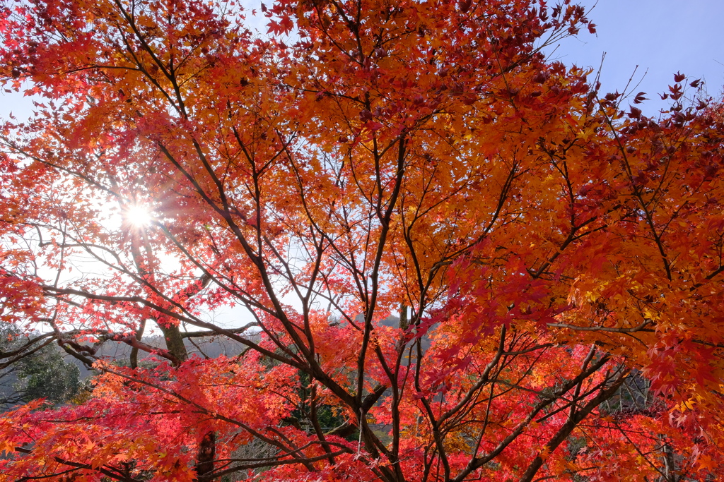 嵐山の紅葉