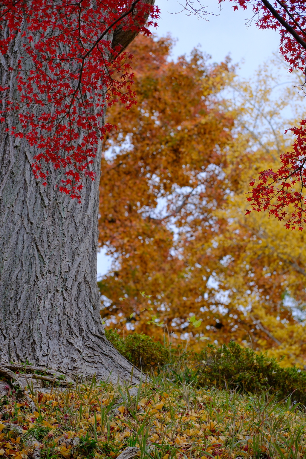 あやめ池の紅葉