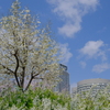 扇町公園の桜