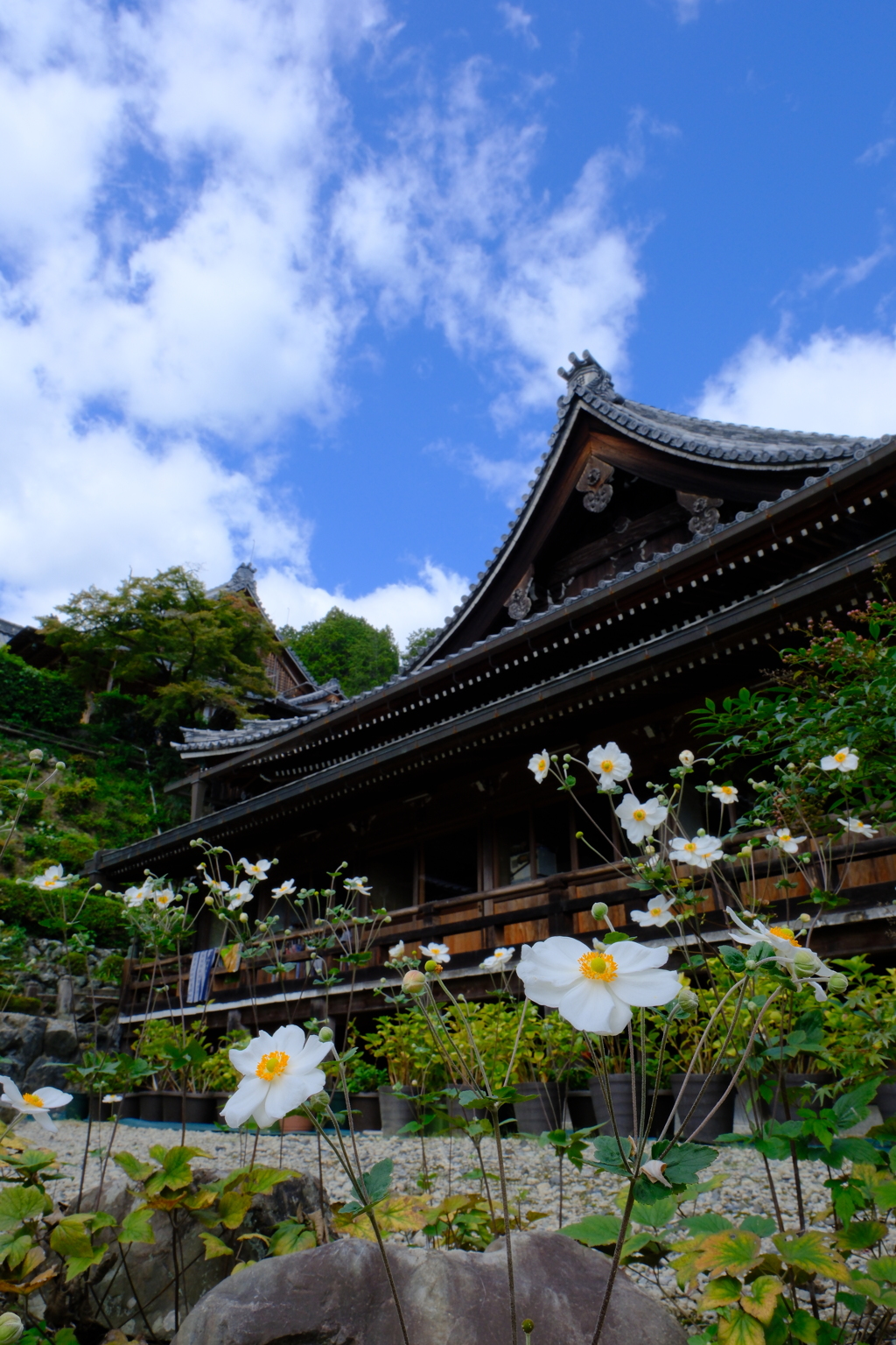 善峯寺の秋明菊