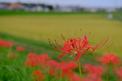 矢勝川堤の彼岸花