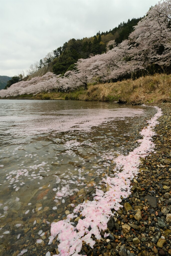 海津大崎の桜