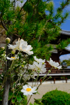 西山善峯寺の秋明菊