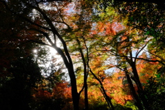 箕面公園の紅葉