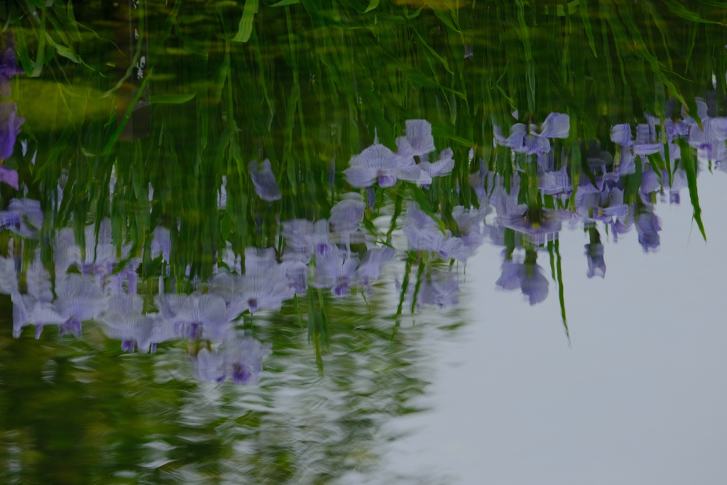 リフレクション～蒲園