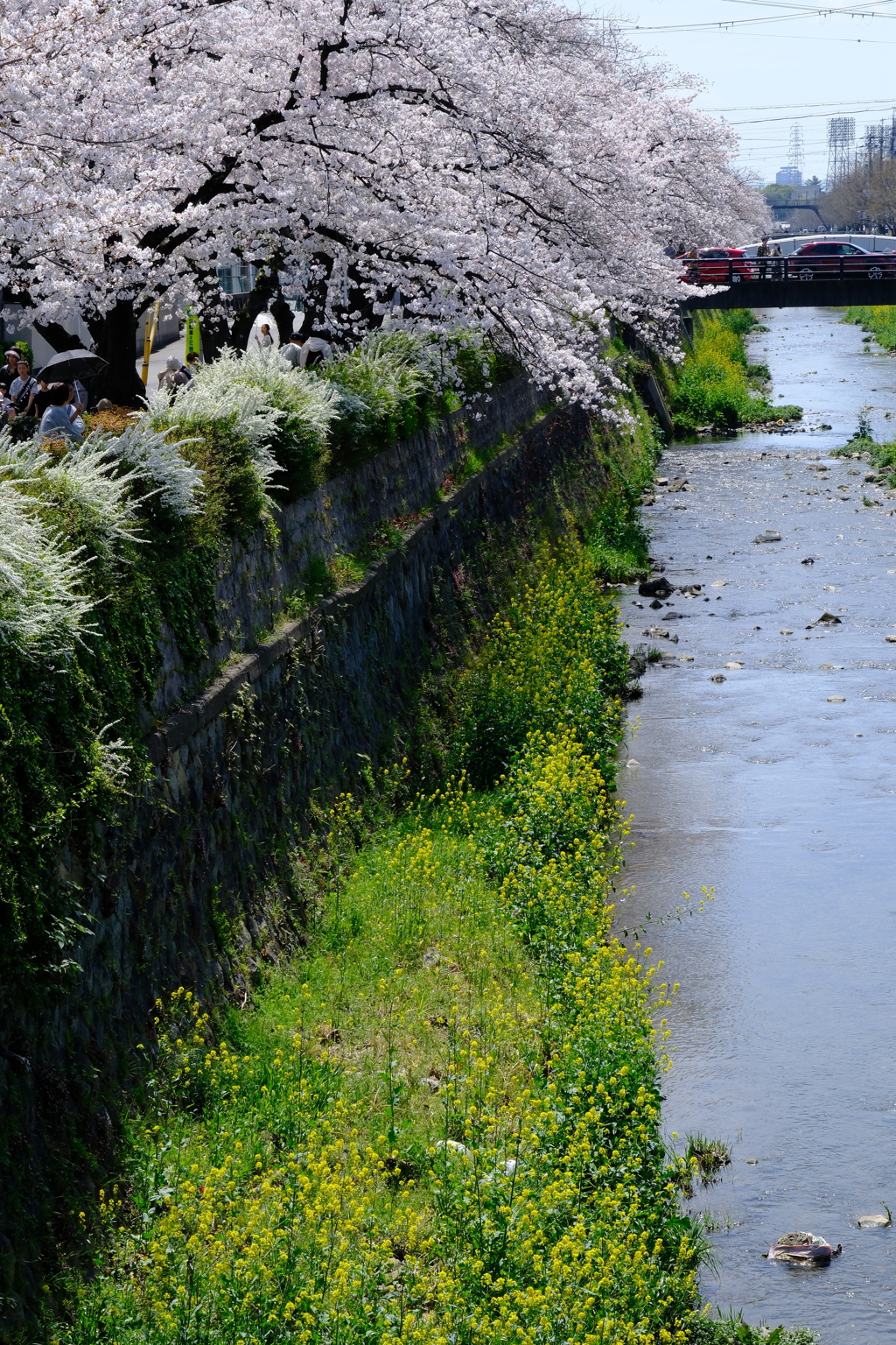 天神川 桜並木
