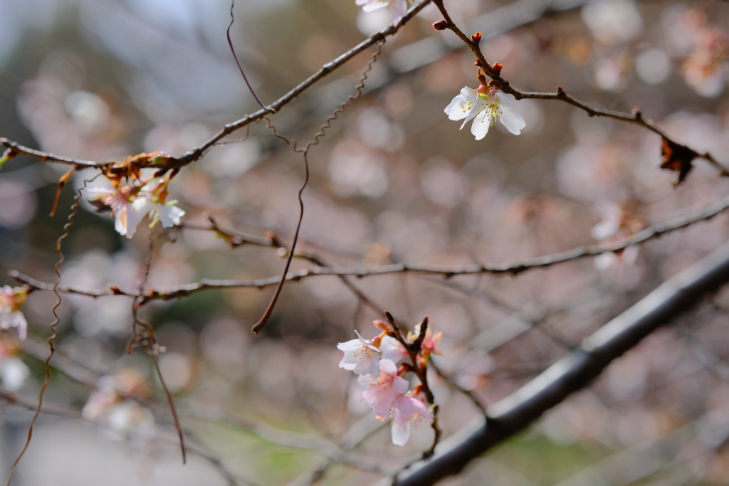 冬桜