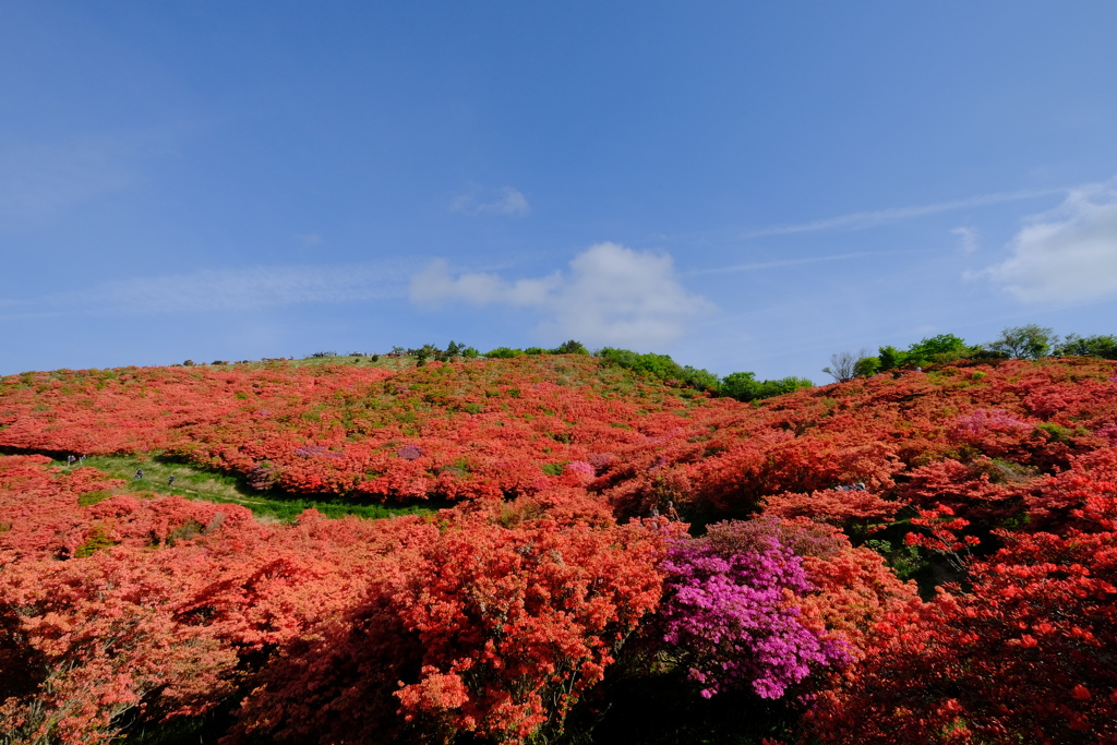 葛城山のつつじ