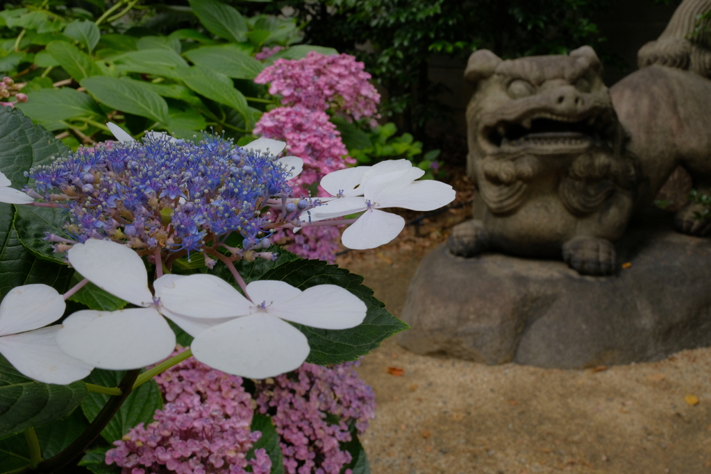 御津八幡宮のアジサイ