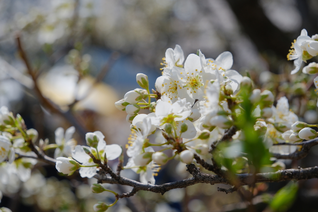 スモモの花