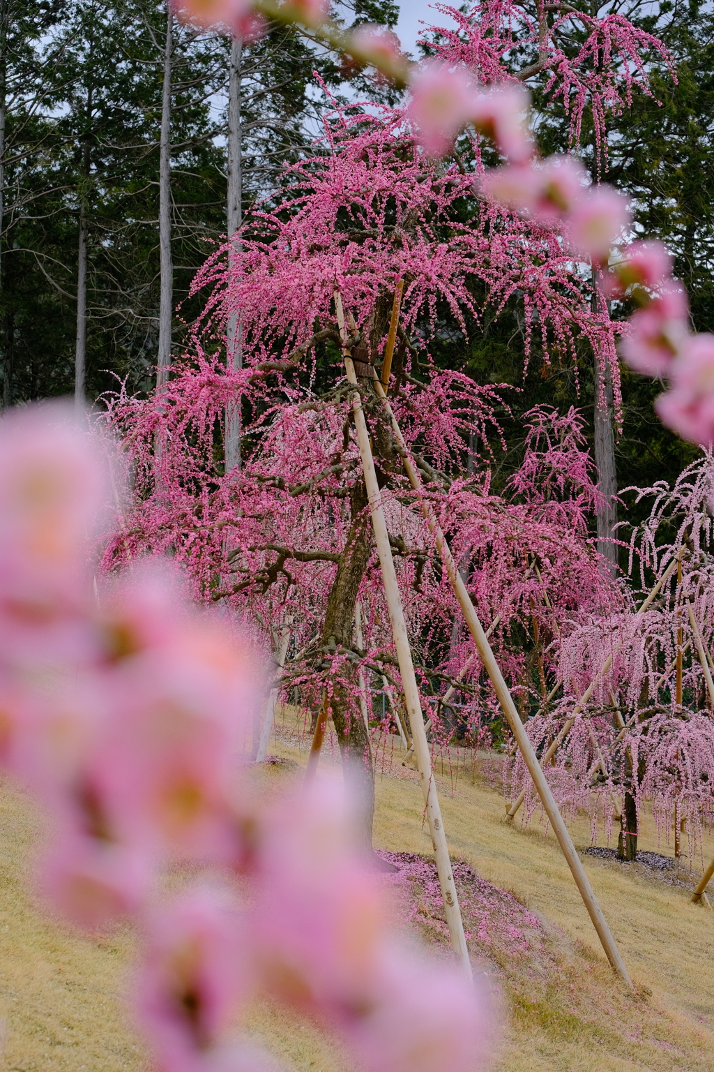 三室戸寺の枝垂れ桜