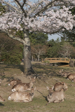 楽しいお花見