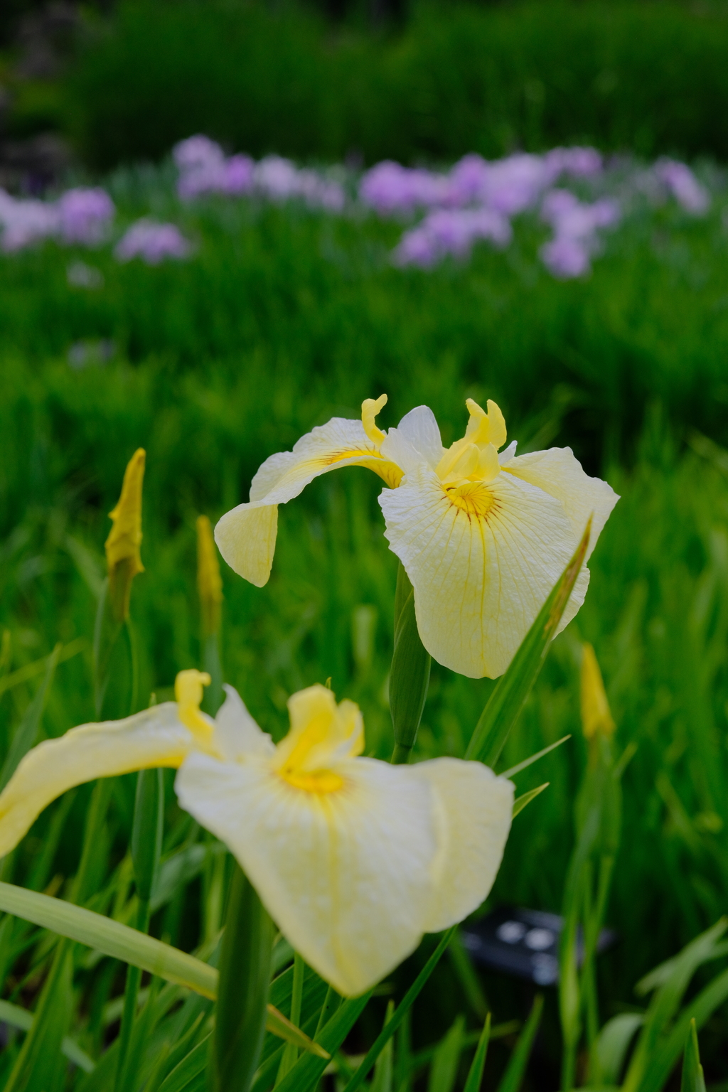 花菖蒲