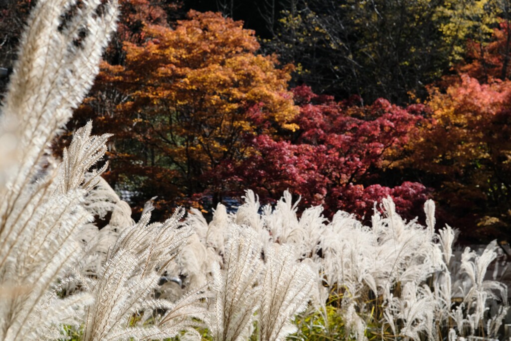 高野山の紅葉