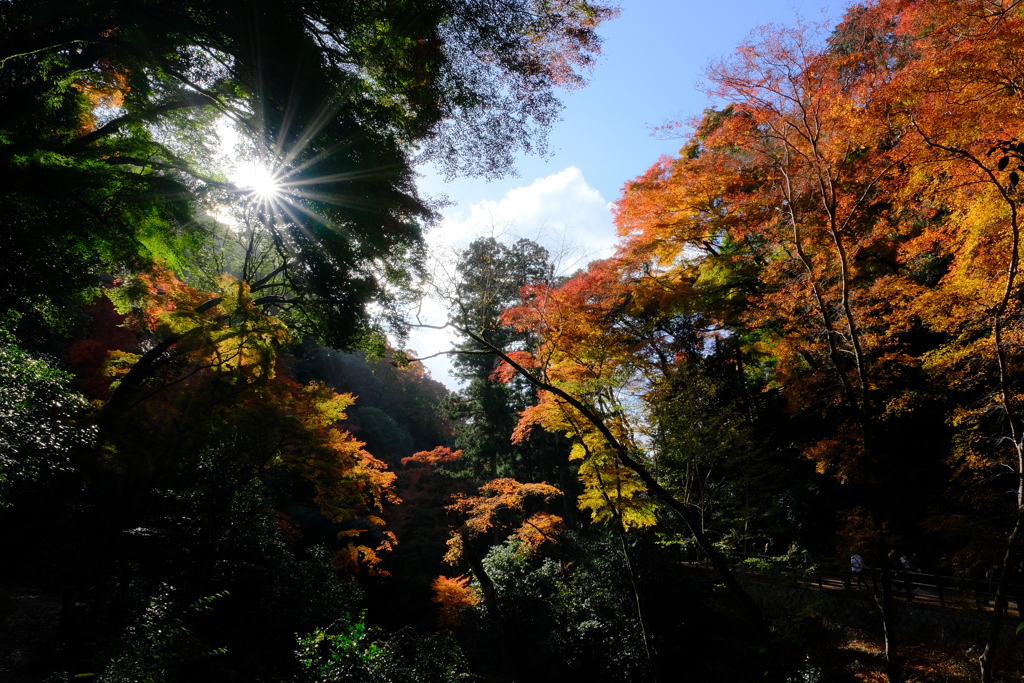 箕面公園の紅葉