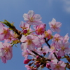 河津桜は満開でした