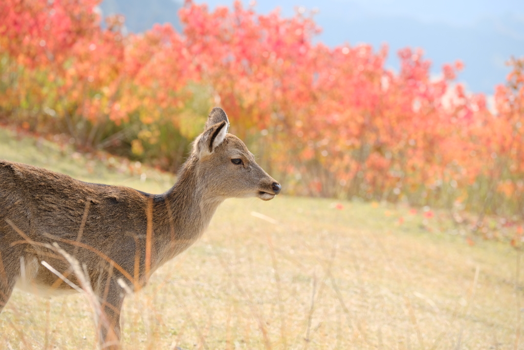若草山の秋鹿