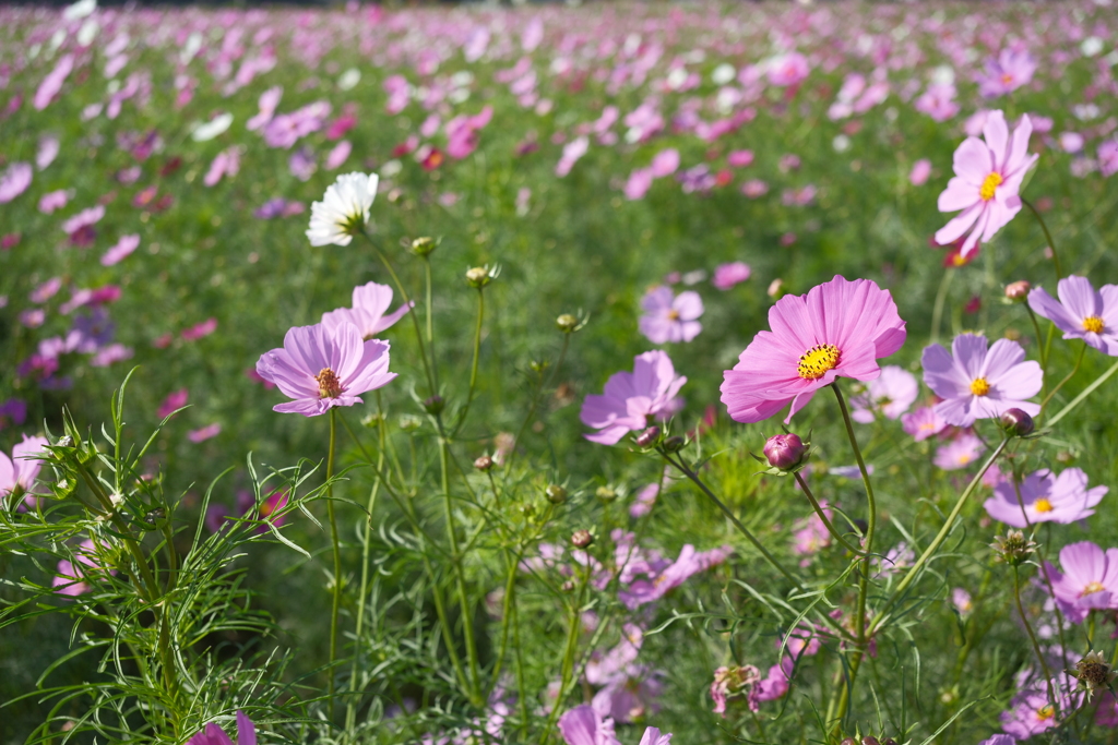 中宮寺跡の秋桜