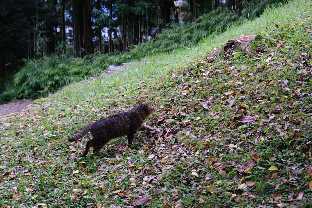 登城猫