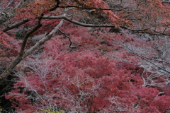 吉野の紅葉