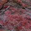 吉野の紅葉