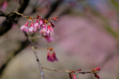 満開の寒緋桜