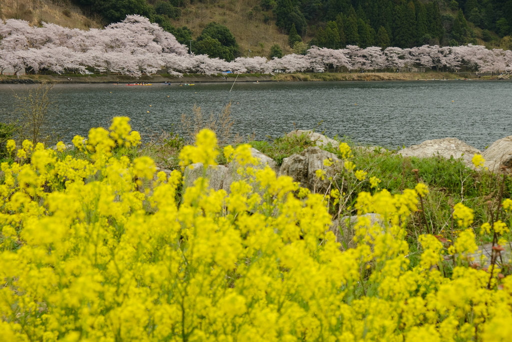 海津大崎の桜+菜の花