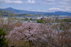常寂光寺の彼岸枝垂れ桜
