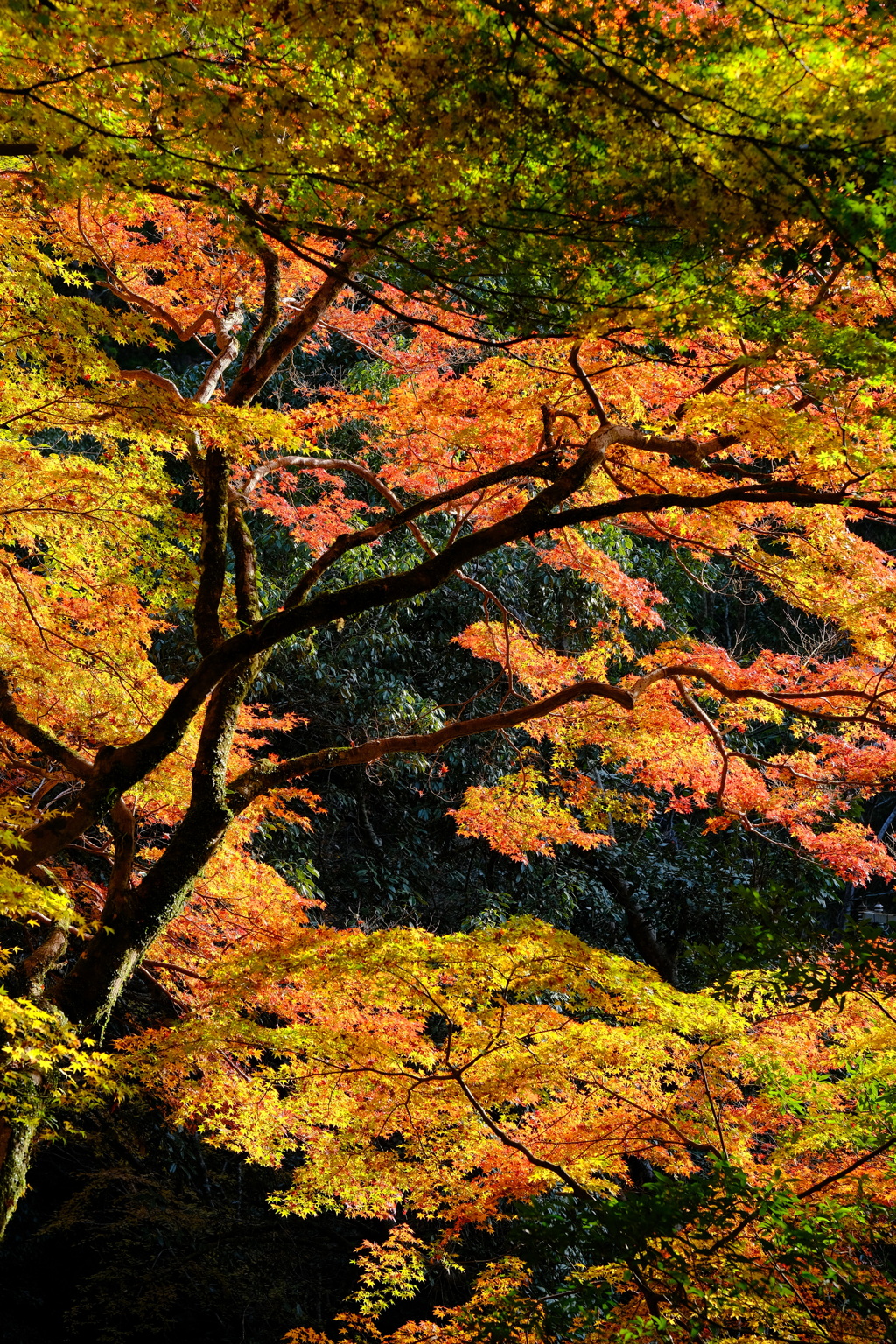 箕面公園の紅葉