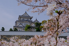 岸和田城の桜