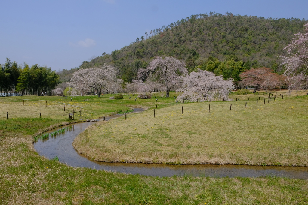 平安郷の桜