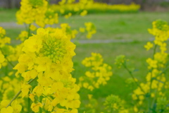 堤防の菜の花