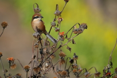 今日の鳥果;モズ