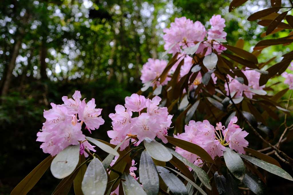 石楠花