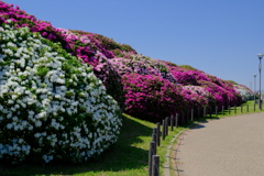 浅香山緑道