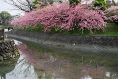 満開の河津桜