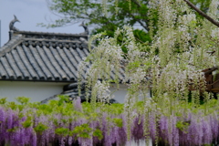 葛井寺の藤