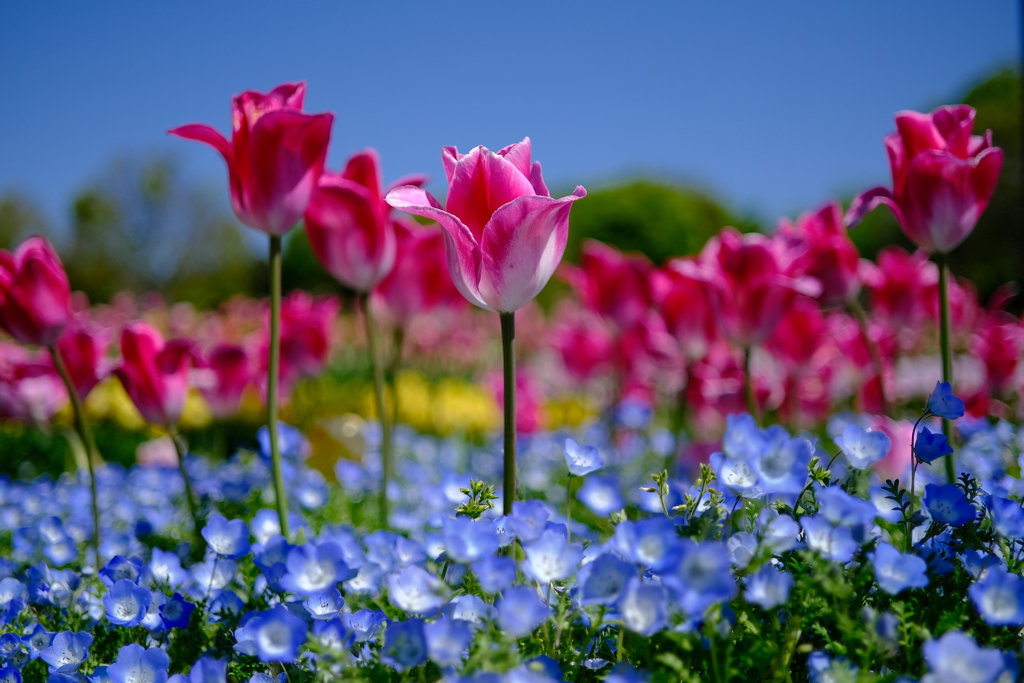 チューリップにはVelvia