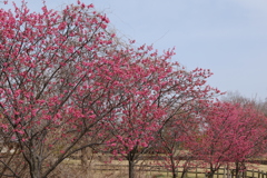 馬見丘陵公園の寒緋桜