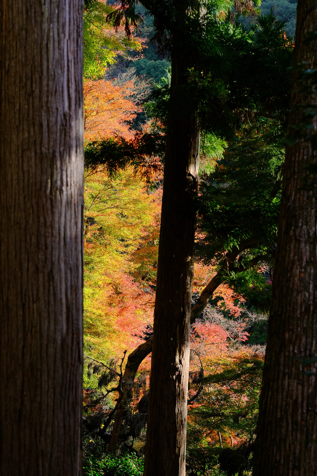 箕面公園の紅葉