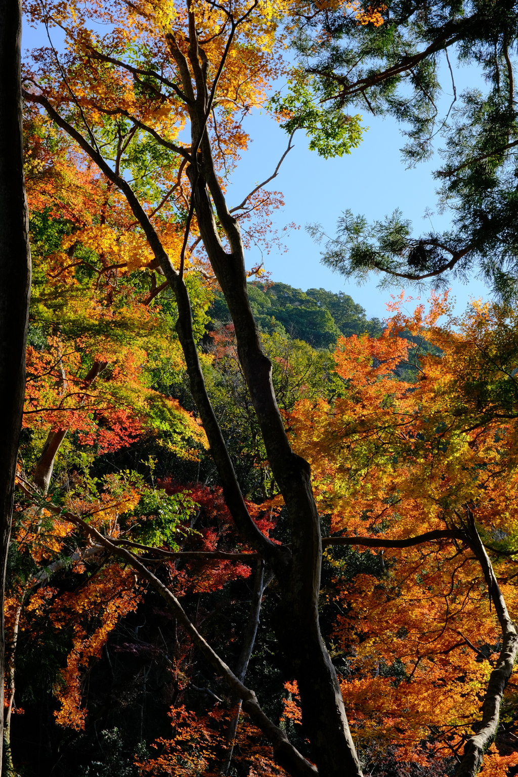 箕面公園の紅葉