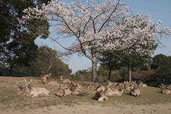 楽しいお花見