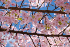 河津桜は葉桜に