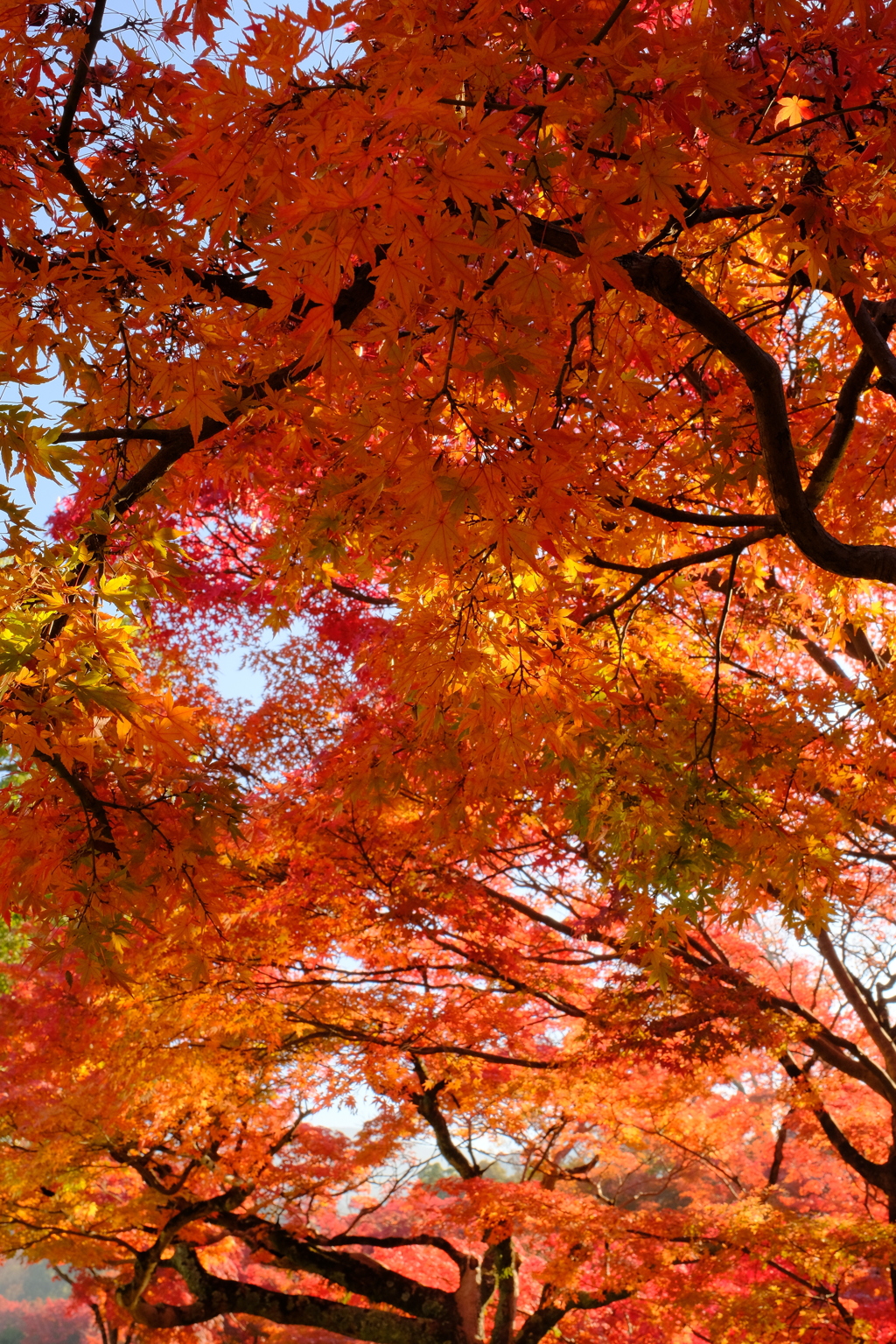 奈良公園の紅葉