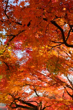 奈良公園の紅葉