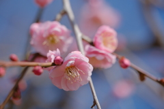 梅の花