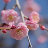梅の花