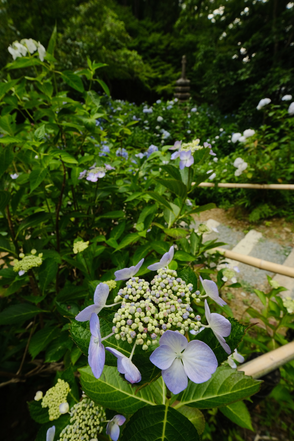 紫陽花