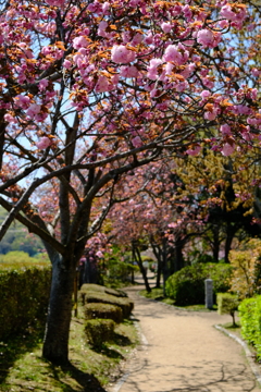 やなせ苑桜づつみの桜