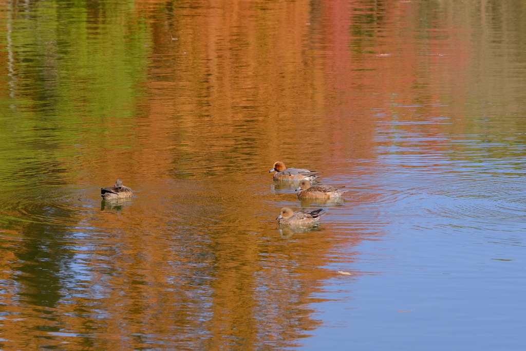 紅葉の中の水鳥